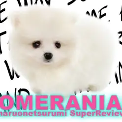 【 ポメラニアン 】生後60日で驚異の465g！白たぬきポメ登場！