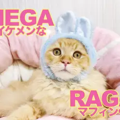 【 ラガマフィン 】最強フレンドリーに成長！何をされてもオッケーニャンだBOY！