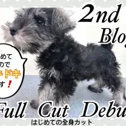 【 ミニチュアシュナウザー 】がんばれシュナウザーくん!はじめての全身カット