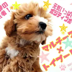 【 MIX犬 】綺麗好きで暮らしやすさ抜群!Mix界の人気者マルプー!
