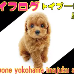 【 トイプードル 】7/7七夕記念ライフログ〜最新情報・テディベア系織姫編〜