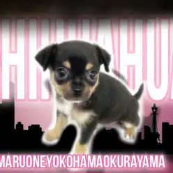 【 チワワ 】陽気で甘えん坊なブラックタンのスムースコート女の子！