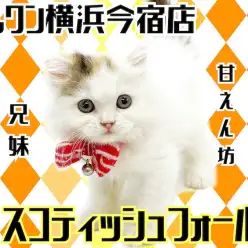 【 スコティッシュフォールド 】立ち耳・丸顔の和風な女の子！AMSRにご注目！