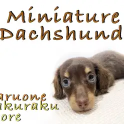 【 ミニチュア・ダックスフント 】人気カラーのチョコタン！小柄で元気な明るい性格