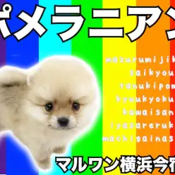 【 ポメラニアン 】ライフログ〜最新情報をお届け!生後2ヶ月のたぬきポメ編〜
