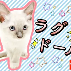 【 ラグドール 】可愛らしさと優雅さを併せ持つスペシャルキャット！7/6最新情報