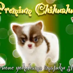 【 チワワ 】キャラメルマキアート系のドワーフ体型!プレミアムな小さめ男子!