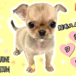 【 チワワ 】希少なスムースコート 可愛いスムチ登場!7/8最新情報