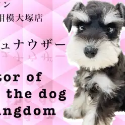 【 ミニチュア・シュナウザー 】黒白のモノクロ！優しい性格でパートナーに最適！