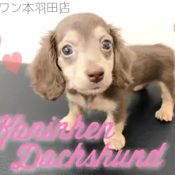 【 カニンヘンダックス 】 胴長短足が可愛すぎる人気色チョコタンベイビーが登場！