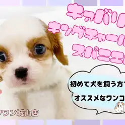 【 キャバリア・キングチャールズ・スパニエル 】抱っこしたくなる激おっとりガール
