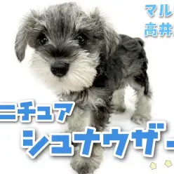 【 ミニチュア・シュナウザー 】王道のソルト&ペッパー!優しすぎる性格の女の子!