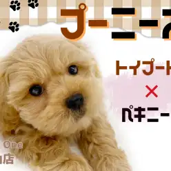 【 MIX 】まるでぬいぐるみ！性格も見た目も可愛すぎMIX犬プーニーズくん