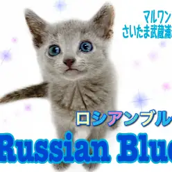 【 ロシアンブルー 】猫らしくない性格！クールな見た目とのギャップをご紹介！