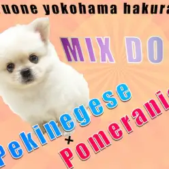 【 MIX 】ペキニーズ×ポメラニアン!短足ボディとマイペースな性格に迫る!