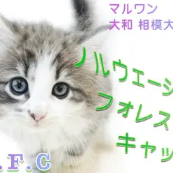 【 ノルウェージャンフォレストキャット 】初心者も飼いやすい！美麗な甘えん坊ネコ