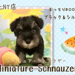 【 ミニチュアシュナウザー 】クールでスタイリッシュな甘えんボーイ