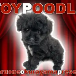【 トイプードル 】キュートなエンジェルアイズの美少年！シルバーカラーの天使