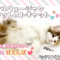 【 ノルウェージャン・フォレストキャット 】超なつっこい甘えん坊の三毛猫