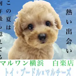 【 MIX 】トイプードルとマルチーズのハーフ犬！可愛さと飼いやすさは必見！