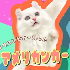 【 アメリカンカール 】猫とは思えないほどの懐っこさ！7/19最新情報お届け！