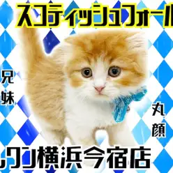 【 スコティッシュフォールド 】多頭ユーザー必見!垂れ耳・丸顔のおっとり系男子!