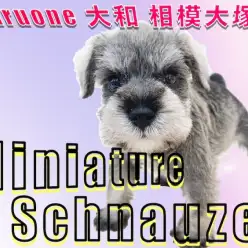 【 ミニチュア・シュナウザー 】明るめのソルト＆ペッパー！優しい性格は初心者向き