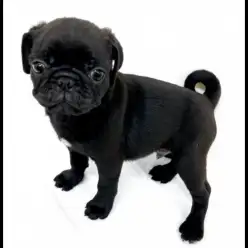 【 パグ 】黒服に身を包んだ愛嬌たっぷりなブチャかわレジェンド