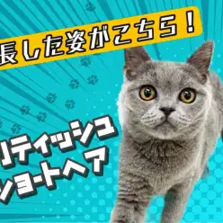 【 ブリティッシュショートヘア 】猫との生活を考える人へ美男子の今をお届け！