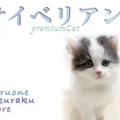 【 サイベリアン 】注目の少アレルゲン猫！優しい性格で飼いやすく人気急上昇！