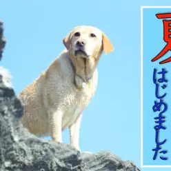 【 商品紹介 】マルワン横浜白楽店よりおすすめ夏グッズをご紹介!