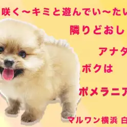 【 ポメラニアン 】生後59日で554g！人気急上昇中のマズルが短いタヌキポメ！