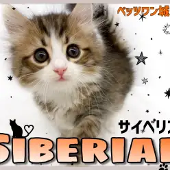 【 サイベリアン 】完璧すぎるイケメンサイベリアン