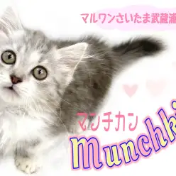 【 マンチカン 】たった5センチの超短足猫！！お迎えする際のポイントをご紹介！