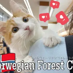 【 ノルウェージャンフォレストキャット 】懐っこく甘えん坊の激カワイケメン猫！