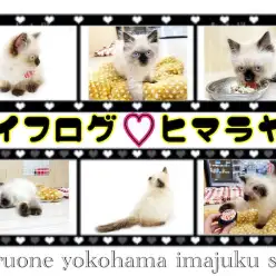 【 ヒマラヤン 】ライフログ〜最新情報をお届け！生後3ヶ月のおっとり系女子編〜