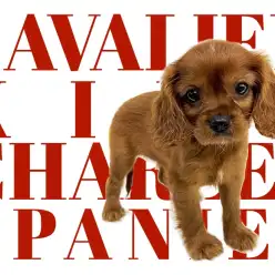 【 キャバリア 】ルビーカラー決定版！の「ビション・ブラッド」ついに降臨！