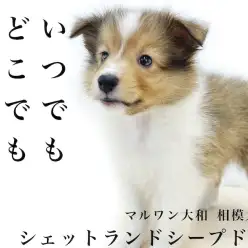 【 シェットランドシープドッグ 】心優しい相棒わんこ！普通の毎日が最高の癒し。