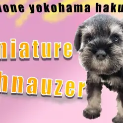 【 ミニチュア・シュナウザー 】犬界の博士！優しい性格、食事のポイント紹介！