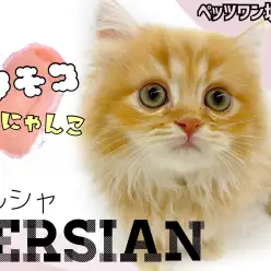 【 ペルシャ 】遊ぶの大好き！ひざ乗り大好き！甘えん坊のフワモコ猫