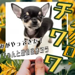 【 チワワ 】マイクロサイズのスムースチワワちゃん登場!7/27最新情報更新!