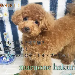【 トイプードル 】多頭飼いをお考えの方必見!社交性抜群のセカンドインプレ!