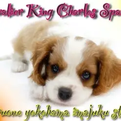 【 キャバリア 】初心者必見！幸せを運ぶブレナムスポットを持つ癒し系の女の子！