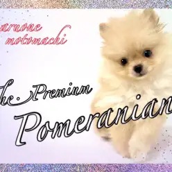 【 ポメラニアン 】横浜元町店のアイドル！プレミアムポメちゃんをご紹介！