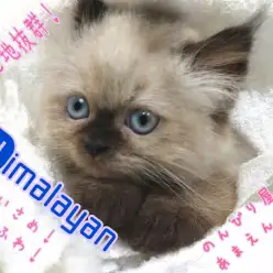 【 ヒマラヤン 】初めての方でも安心出来る賢さ！おっとりあまえんぼな性格です！