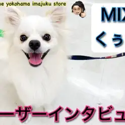 【 ユーザーレビュー 】チワワとポメラニアンのMIXの生活ポイントをご紹介!