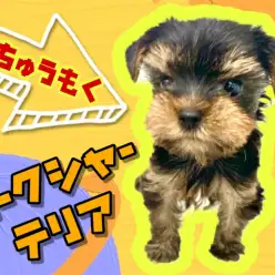 【 ヨークシャーテリア 】育てやすい小さめサイズのヨーキー！8/27最新情報！