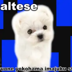 【 マルチーズ  】生後57日で429g！性格良し・飼いやすさ抜群！子犬ブログ！