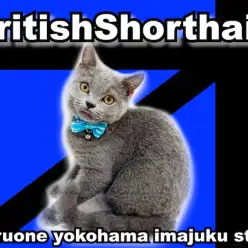 【 ブリティッシュショートヘア 】多頭飼いユーザー必見！生後5ヶ月の丸顔BOY！