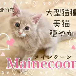 【 メインクーン 】港北NT通信！大型猫、美しい被毛、温厚な性格の美猫